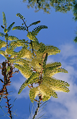 APII jpeg image of Grevillea leucopteris  © contact APII