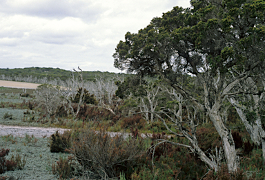 APII jpeg image of Melaleuca cuticularis  © contact APII