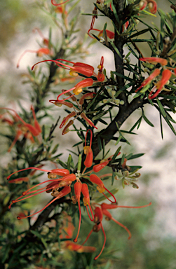 APII jpeg image of Grevillea tripartita  © contact APII