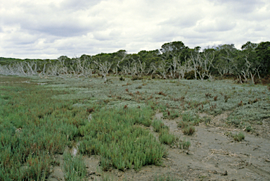 APII jpeg image of Melaleuca cuticularis  © contact APII