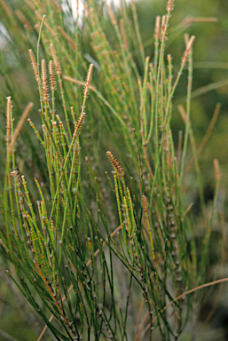 APII jpeg image of Allocasuarina lehmanniana  © contact APII