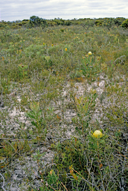 APII jpeg image of Banksia baxteri  © contact APII