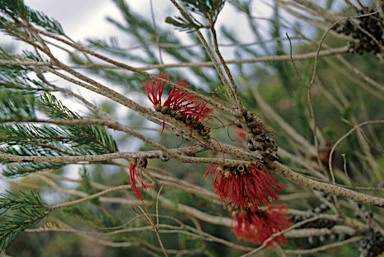 APII jpeg image of Calothamnus quadrifidus  © contact APII