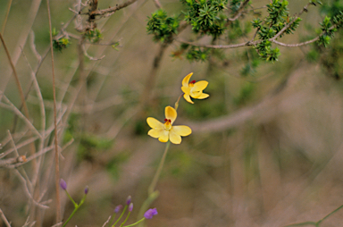 APII jpeg image of Thelymitra antennifera  © contact APII