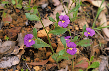 APII jpeg image of Scaevola calliptera  © contact APII