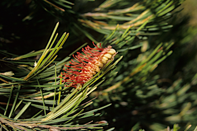 APII jpeg image of Grevillea cagiana  © contact APII