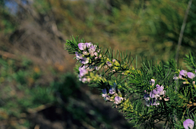 APII jpeg image of Psoralea pinnata  © contact APII