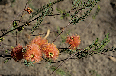 APII jpeg image of Eremaea pauciflora  © contact APII