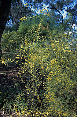 APII jpeg image of Acacia extensa  © contact APII