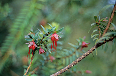 APII jpeg image of Darwinia citriodora  © contact APII