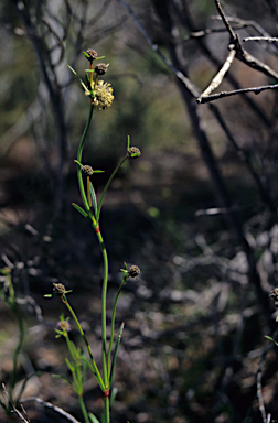 APII jpeg image of Dasypogon obliquifolius  © contact APII