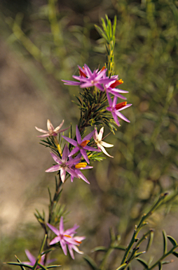 APII jpeg image of Calectasia narragara  © contact APII