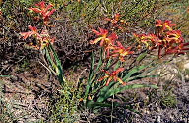 APII jpeg image of Anigozanthos humilis  © contact APII