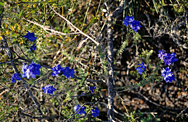 APII jpeg image of Lechenaultia biloba  © contact APII