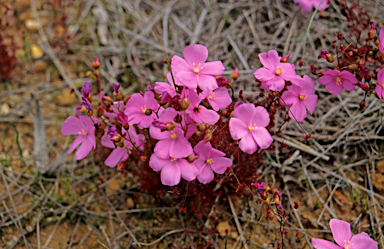 APII jpeg image of Drosera macrantha  © contact APII