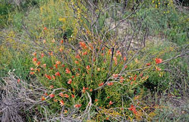 APII jpeg image of Lambertia multiflora  © contact APII