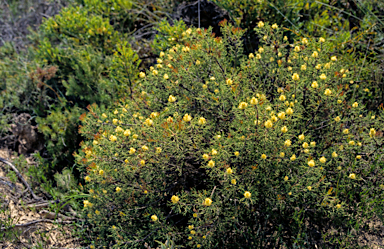 APII jpeg image of Hakea lissocarpha  © contact APII