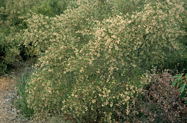 APII jpeg image of Hakea trifurcata  © contact APII