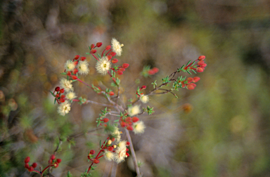 APII jpeg image of Verticordia huegelii  © contact APII