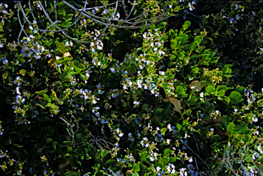 APII jpeg image of Scaevola crassifolia  © contact APII