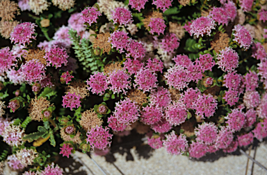 APII jpeg image of Pimelea ferruginea  © contact APII