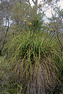 APII jpeg image of Dasypogon hookeri  © contact APII