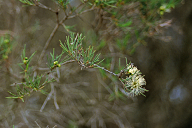 APII jpeg image of Melaleuca rhaphiophylla  © contact APII