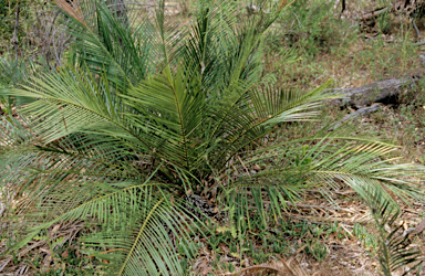 APII jpeg image of Macrozamia riedlei  © contact APII