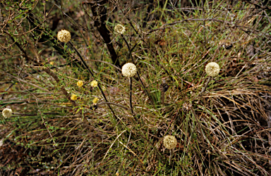 APII jpeg image of Dasypogon bromeliifolius  © contact APII