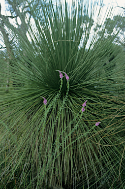 APII jpeg image of Comesperma confertum  © contact APII