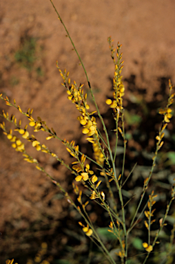 APII jpeg image of Viminaria juncea  © contact APII