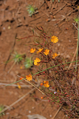 APII jpeg image of Hibbertia stellaris  © contact APII