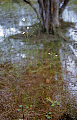 APII jpeg image of Ornduffia albiflora  © contact APII