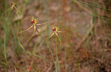 APII jpeg image of Caladenia radiata  © contact APII