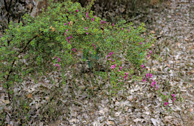 APII jpeg image of Chorizema ilicifolium  © contact APII