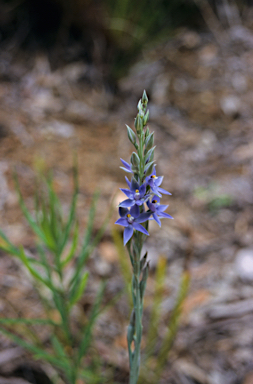 APII jpeg image of Thelymitra paludosa  © contact APII