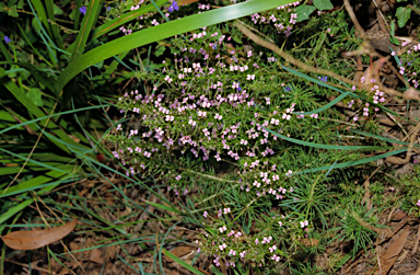 APII jpeg image of Stylidium adnatum  © contact APII