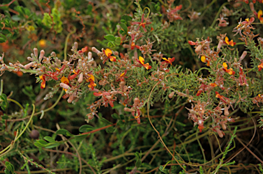 APII jpeg image of Jacksonia furcellata  © contact APII