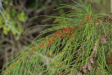 APII jpeg image of Allocasuarina humilis  © contact APII