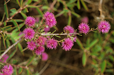 APII jpeg image of Beaufortia schaueri  © contact APII