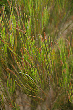 APII jpeg image of Allocasuarina humilis  © contact APII