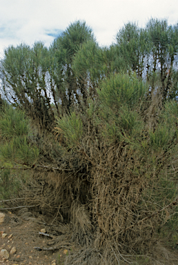 APII jpeg image of Allocasuarina humilis  © contact APII