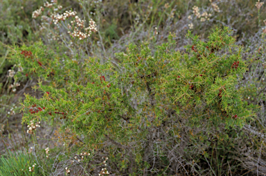 APII jpeg image of Allocasuarina lehmanniana  © contact APII