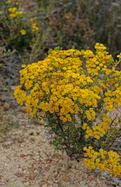 APII jpeg image of Verticordia endlicheriana  © contact APII