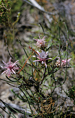 APII jpeg image of Petrophile teretifolia  © contact APII