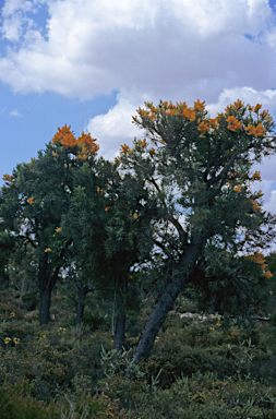 APII jpeg image of Nuytsia floribunda  © contact APII