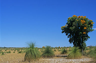 APII jpeg image of Nuytsia floribunda  © contact APII