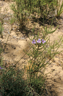 APII jpeg image of Thysanotus arenarius  © contact APII