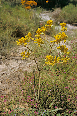 APII jpeg image of Anigozanthos pulcherrimus  © contact APII