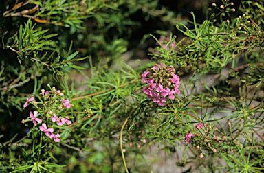 APII jpeg image of Stylidium scandens  © contact APII